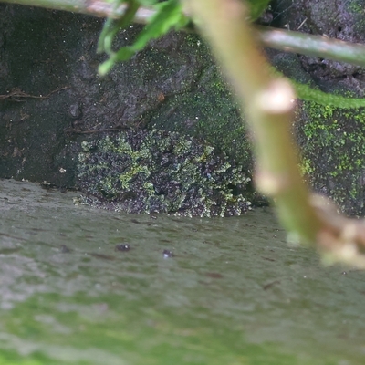 コイコケガエル