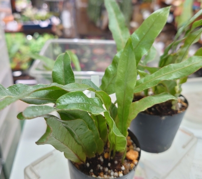 アグラオモルファ・コロナンシス&ldquo;ジム&rdquo;