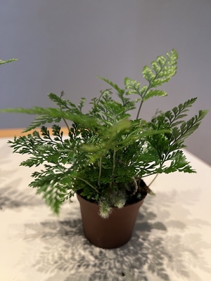 ダバリア・ラビットフット　6cmポット