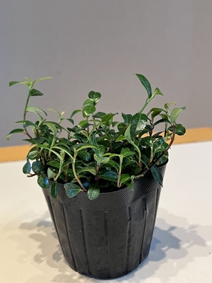 つる性ガジュマル（フィカス・シャングリア）