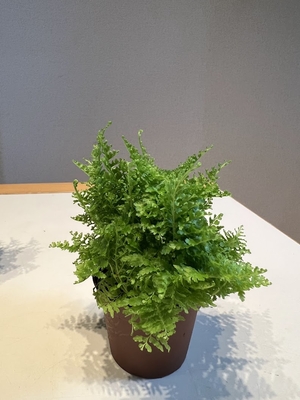 ネフロレピス マリサ　6cmポット