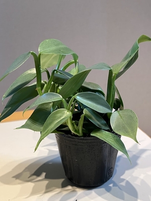 フィロデンドロン　シルバーメタル