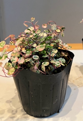 ワイヤープランツ　スポットライト