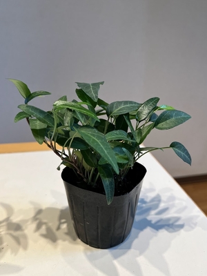 ヘデラ　ヘリックス　ツバサ