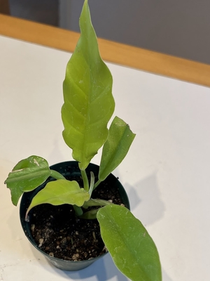 フィロデンドロン　リンクオブファイアーゴールド