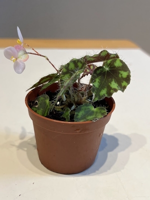 ベゴニア ボウエレ ニグラマルガ (Begonia bowerae var. nigramarga)