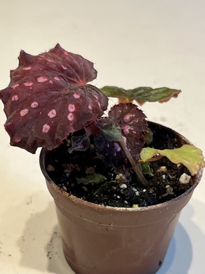 レックスベゴニア ミスターガーデン （Begonia &times; rex-cultorum &lsquo;Mr. Garden&rsquo;）