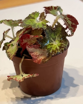 ベゴニア・パロマープリンス（Begonia 'Palomar Prince')