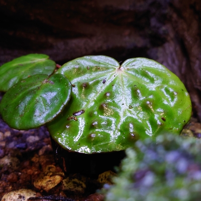 ベゴニア・ナハンゲンシス