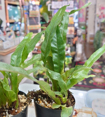 アグラオモルファ・コロナンシス