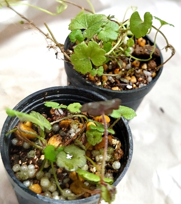 ケチドメグサ（Hydrocotyle dichondrioides