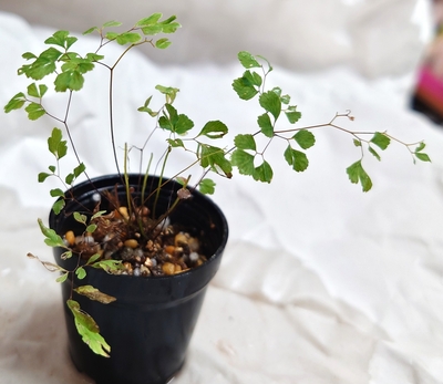 アジアンタム・ウルトラグラシリナム