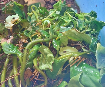 ヤエヤマアオガエル