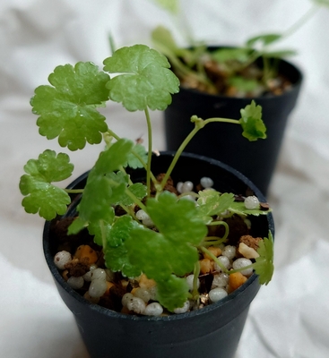 チドメグサ 鹿児島産☆