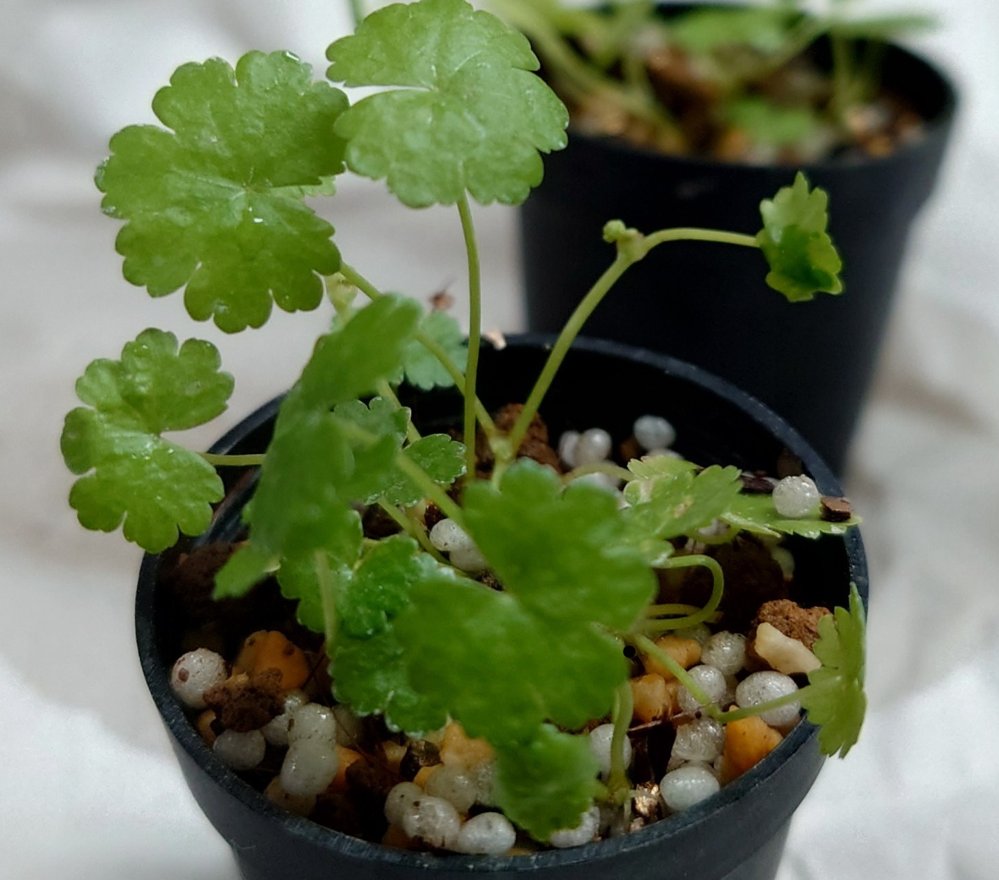 鹿児島産の小型チドメグサ。10ミリ弱の丸い葉が密に茂り、ビバリウムやコケリウムで小さな藪のような景観をつくる苗