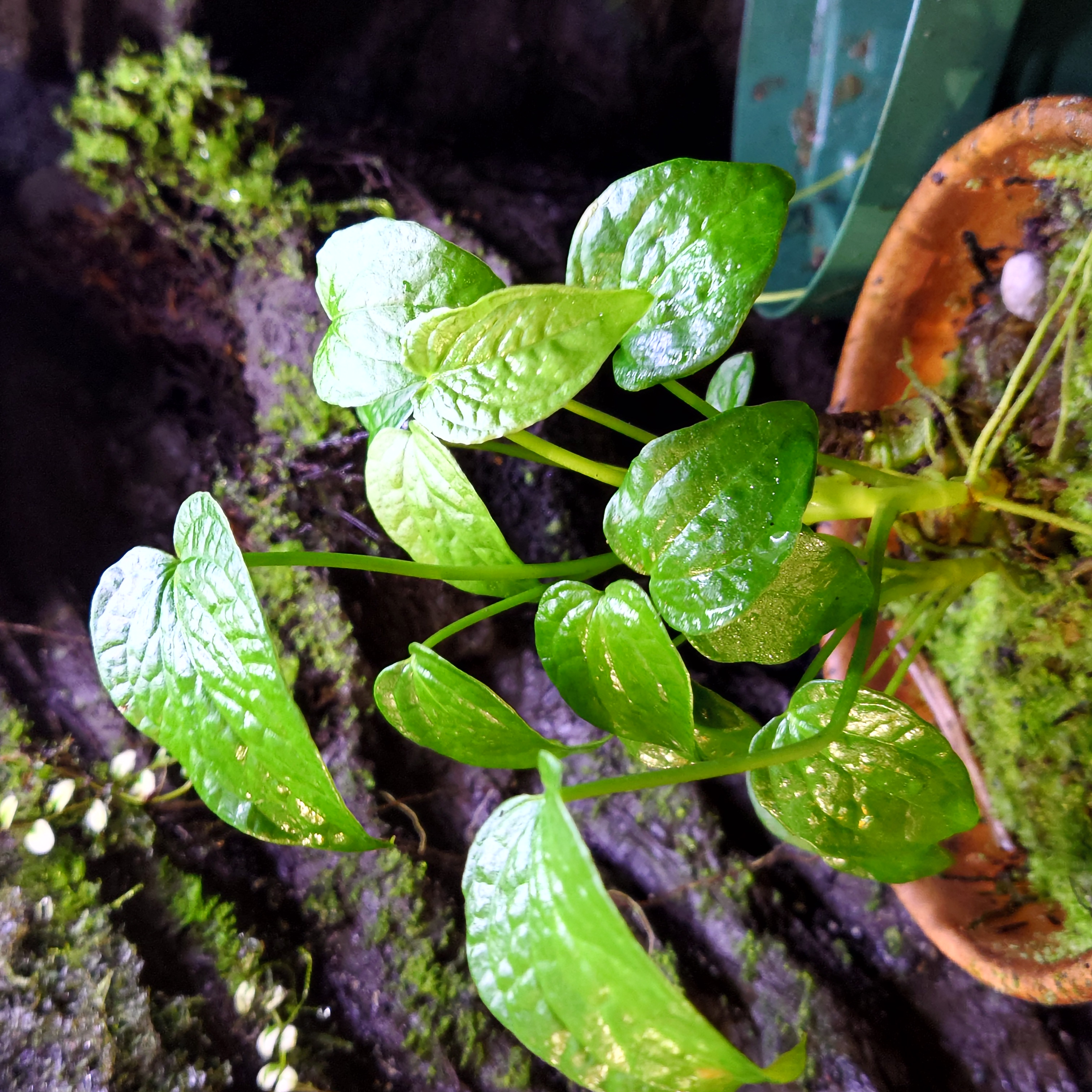 アンスリウム・ルグロサム