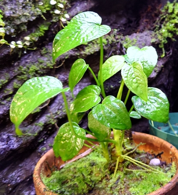 アンスリウム・ルグロサム"クリニツム"　Anthurium rugulosum"Crinitum"