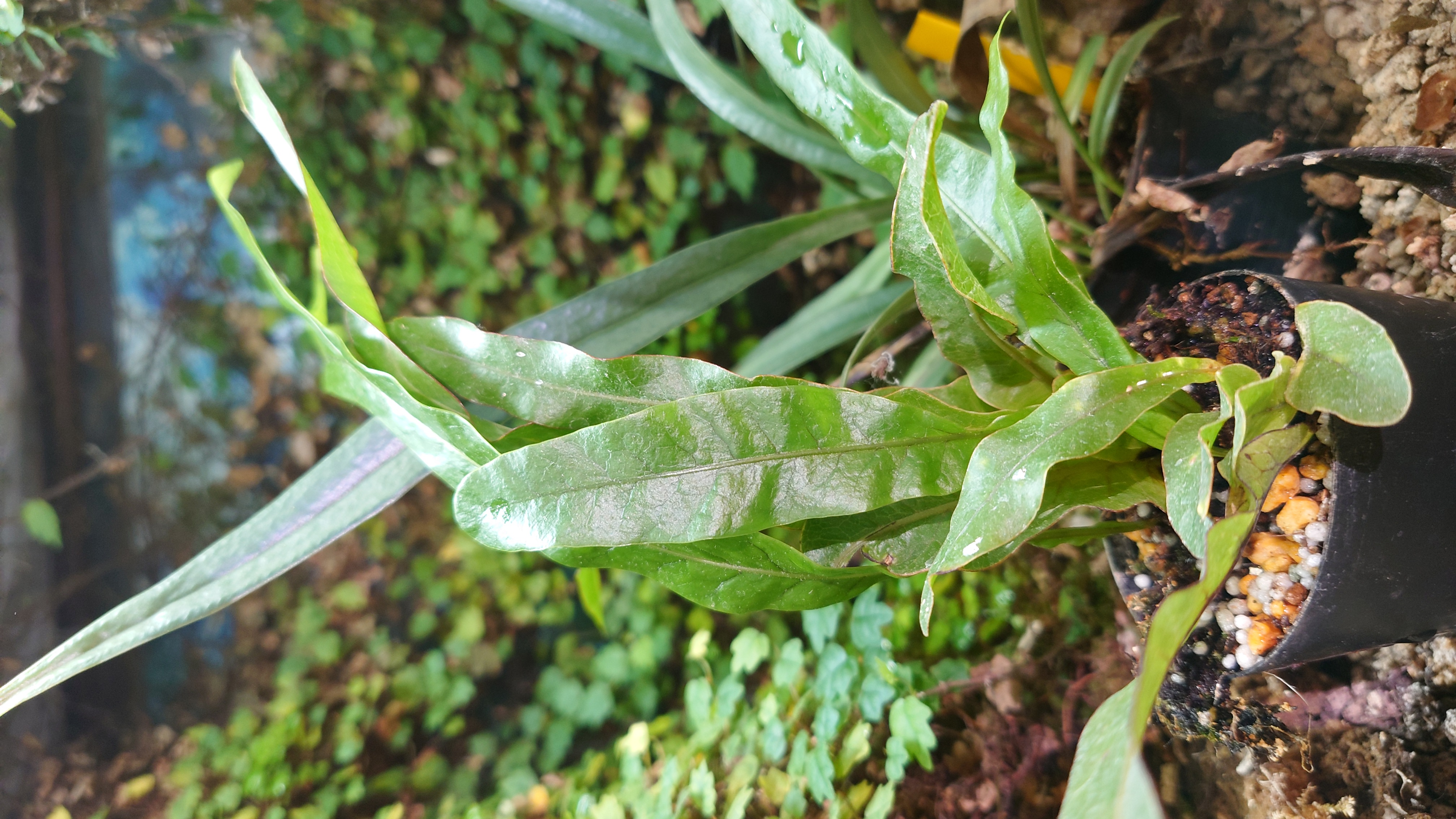 アグラオモルファ・コロナンシス