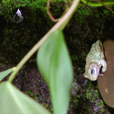 イエアメガエル　ブルーアイ　スーパースノーフレーク