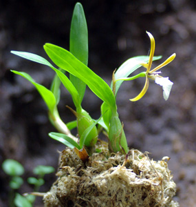 ディネマ・ポリブルボン