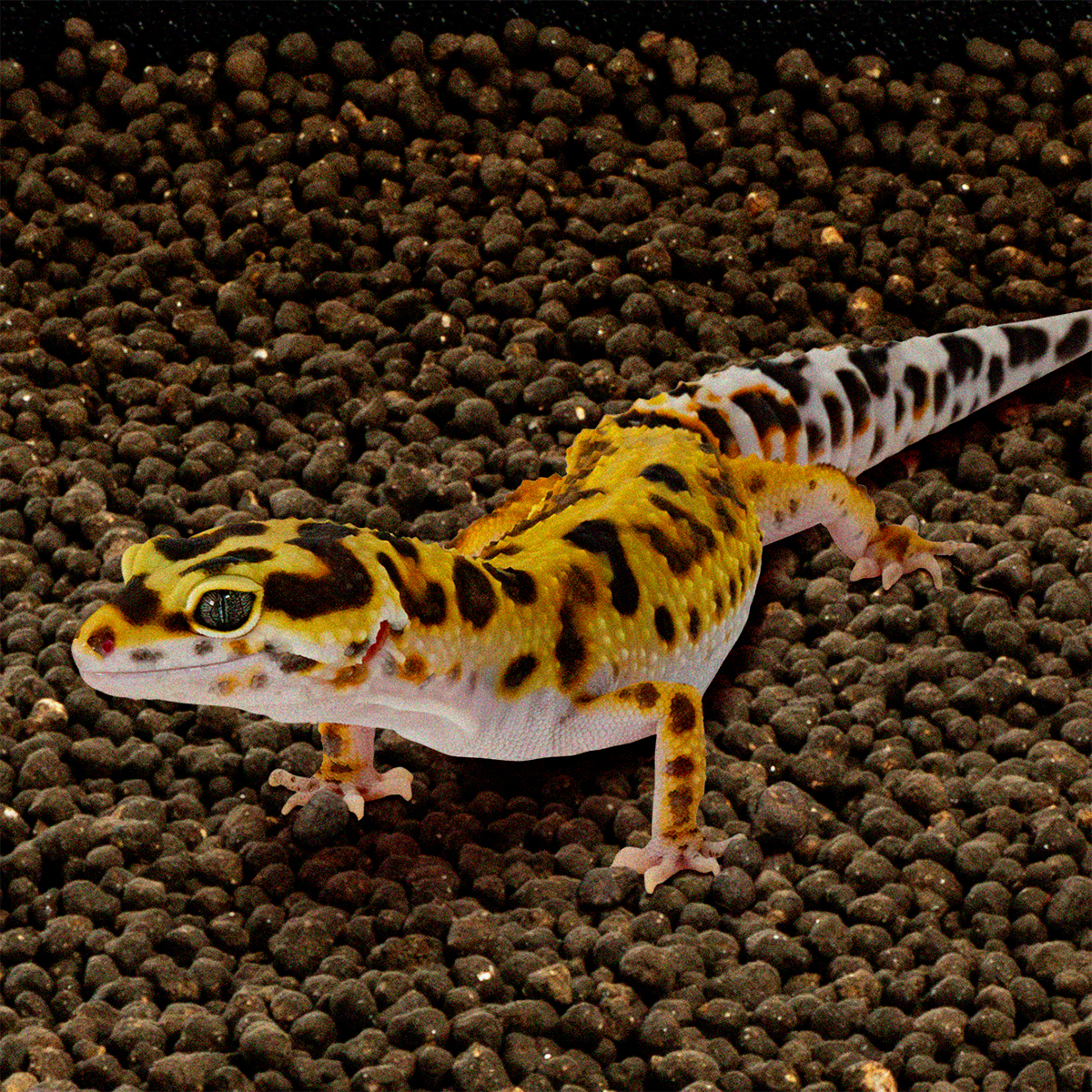 スドーレプタソイルREPTASOIL