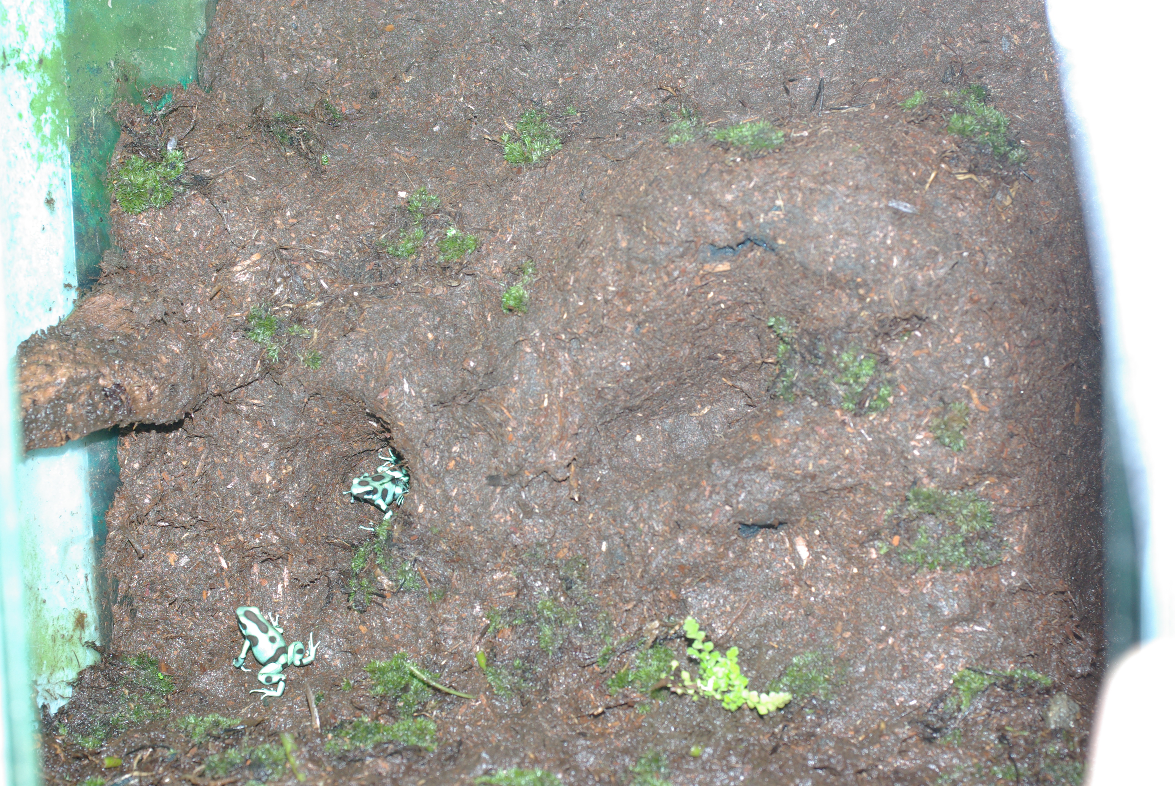 植えれる君と造型君を利用したレイアウト例