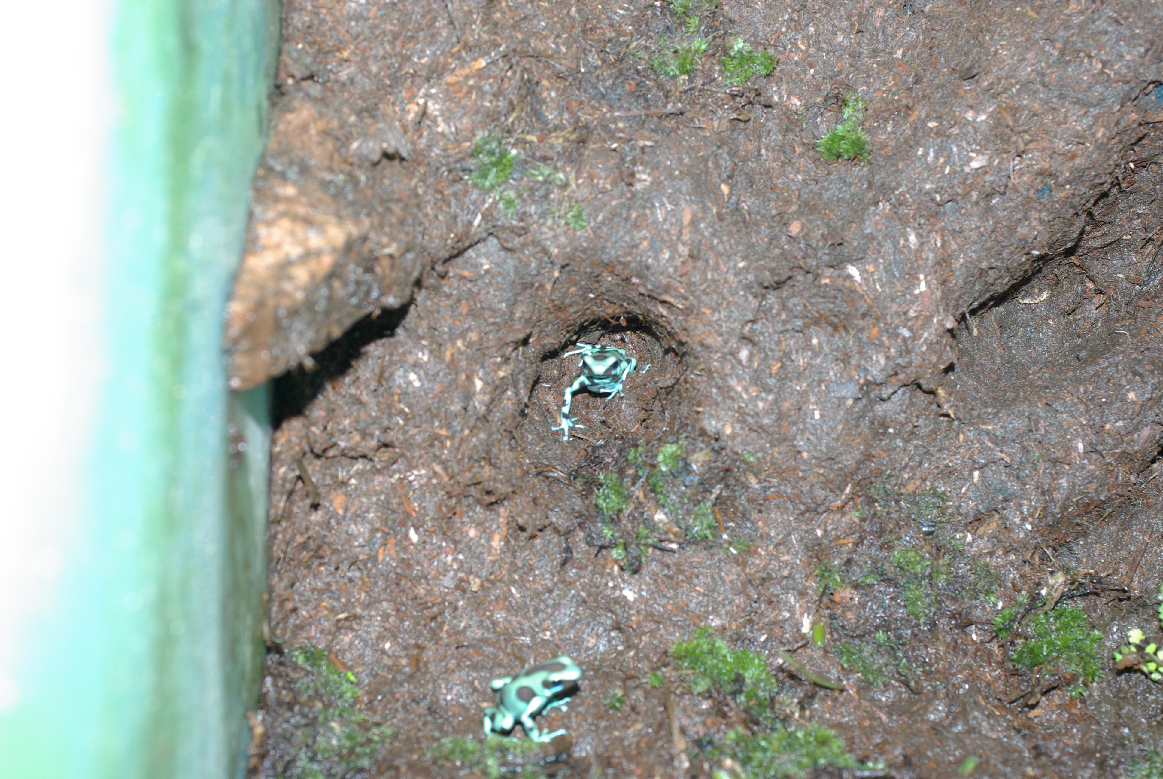 植えれる君と造型君を利用したレイアウト例