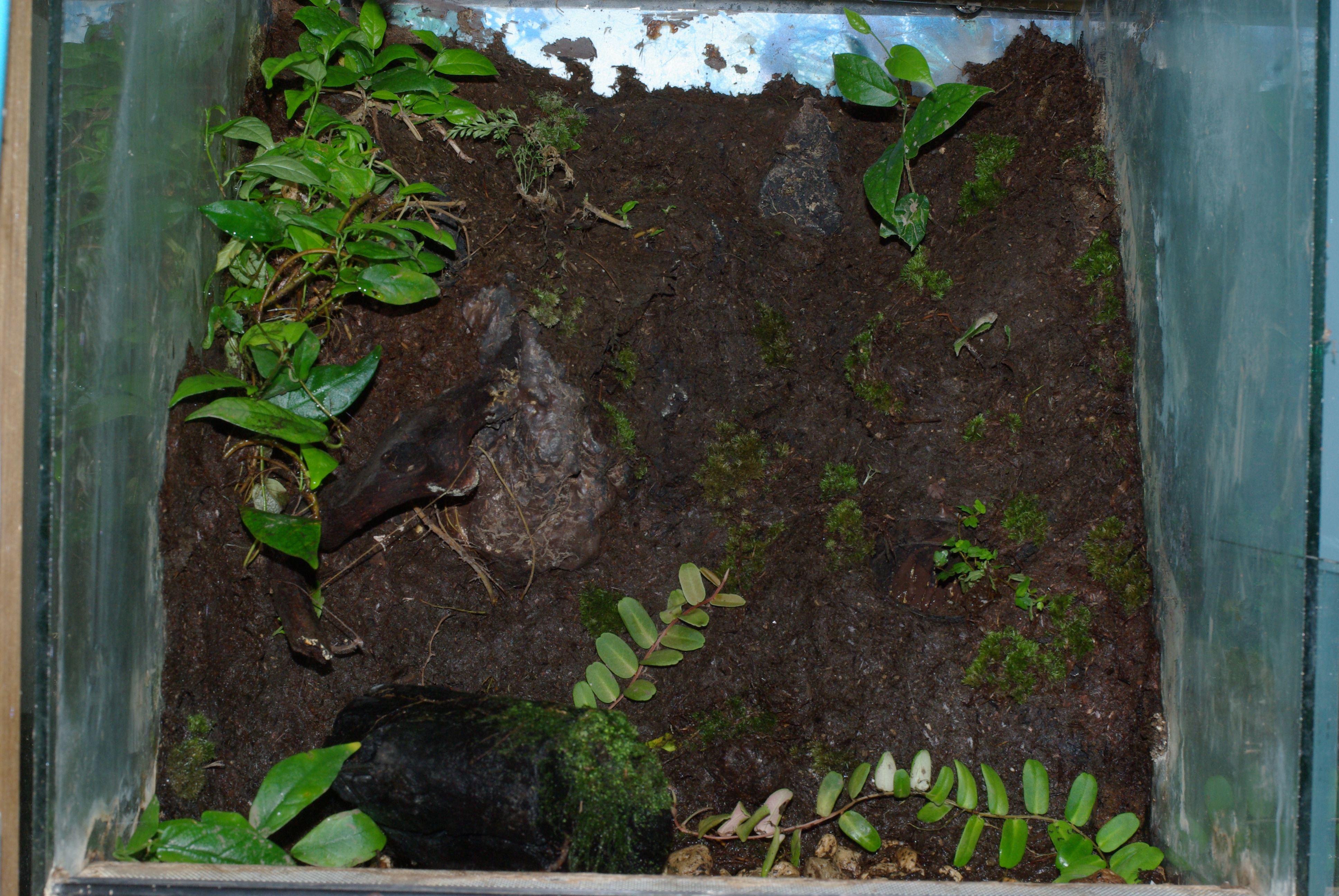 植えれる君と造型君を利用したレイアウト例