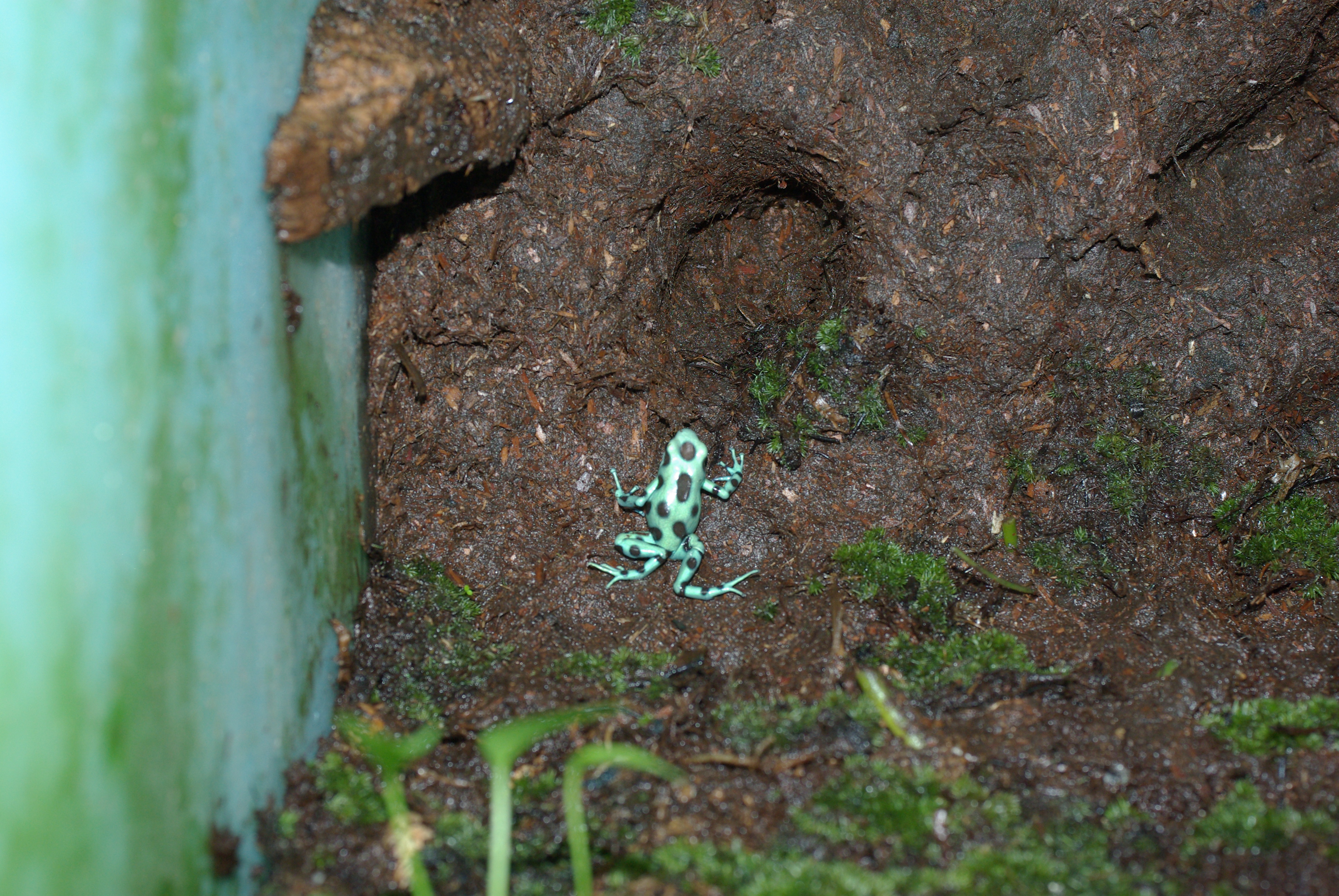 植えれる君と造型君を利用したレイアウト例