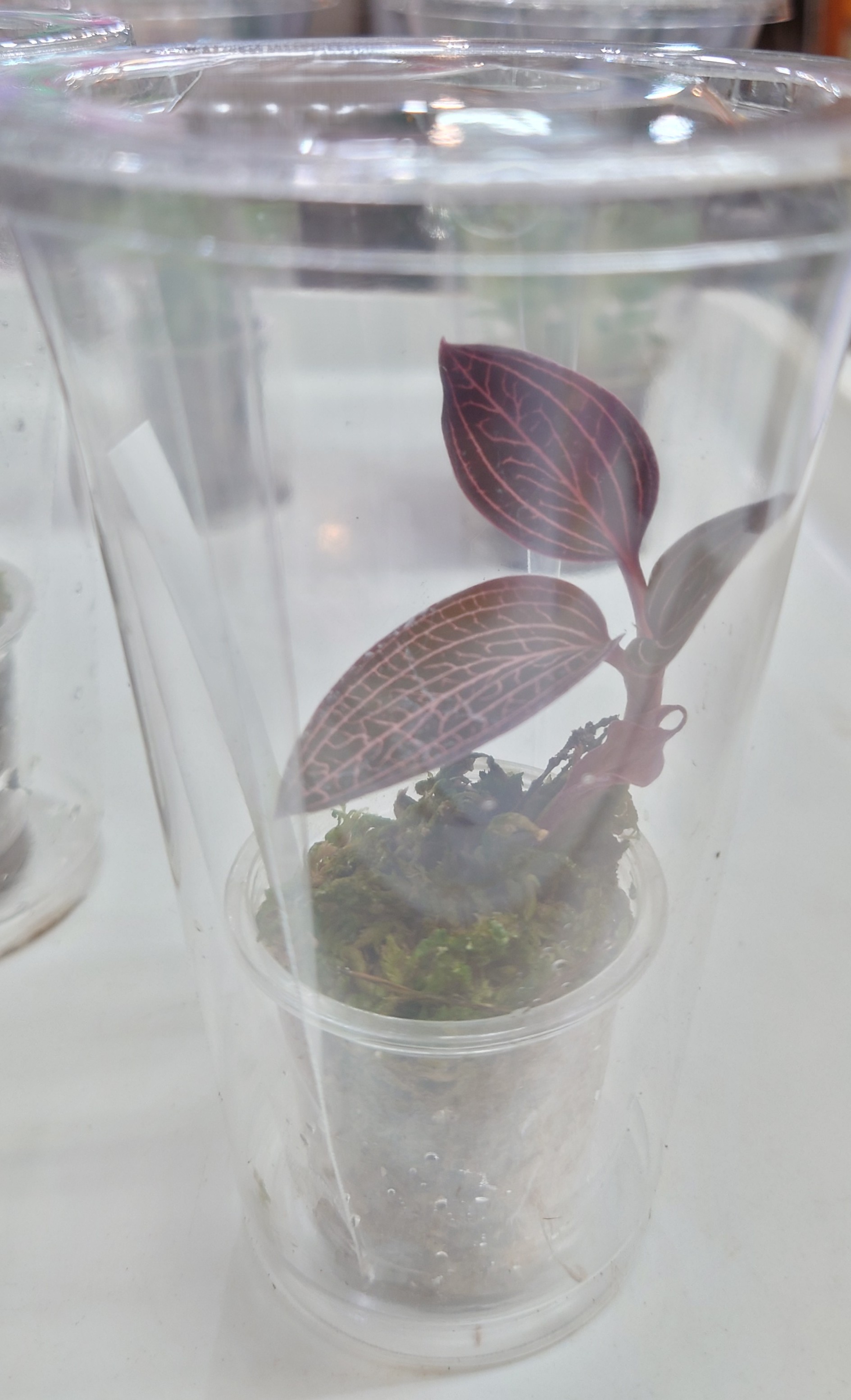 アネクトキルス“ハーディレッド