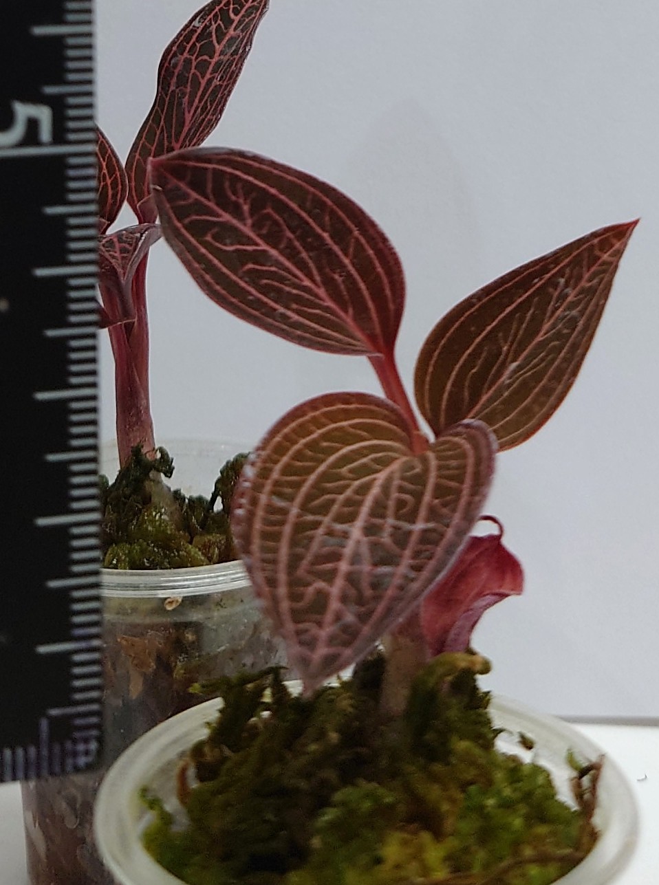 アネクトキルス“ハーディレッド