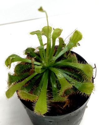 ドラセラ・スパチュラータDrosera spatulata