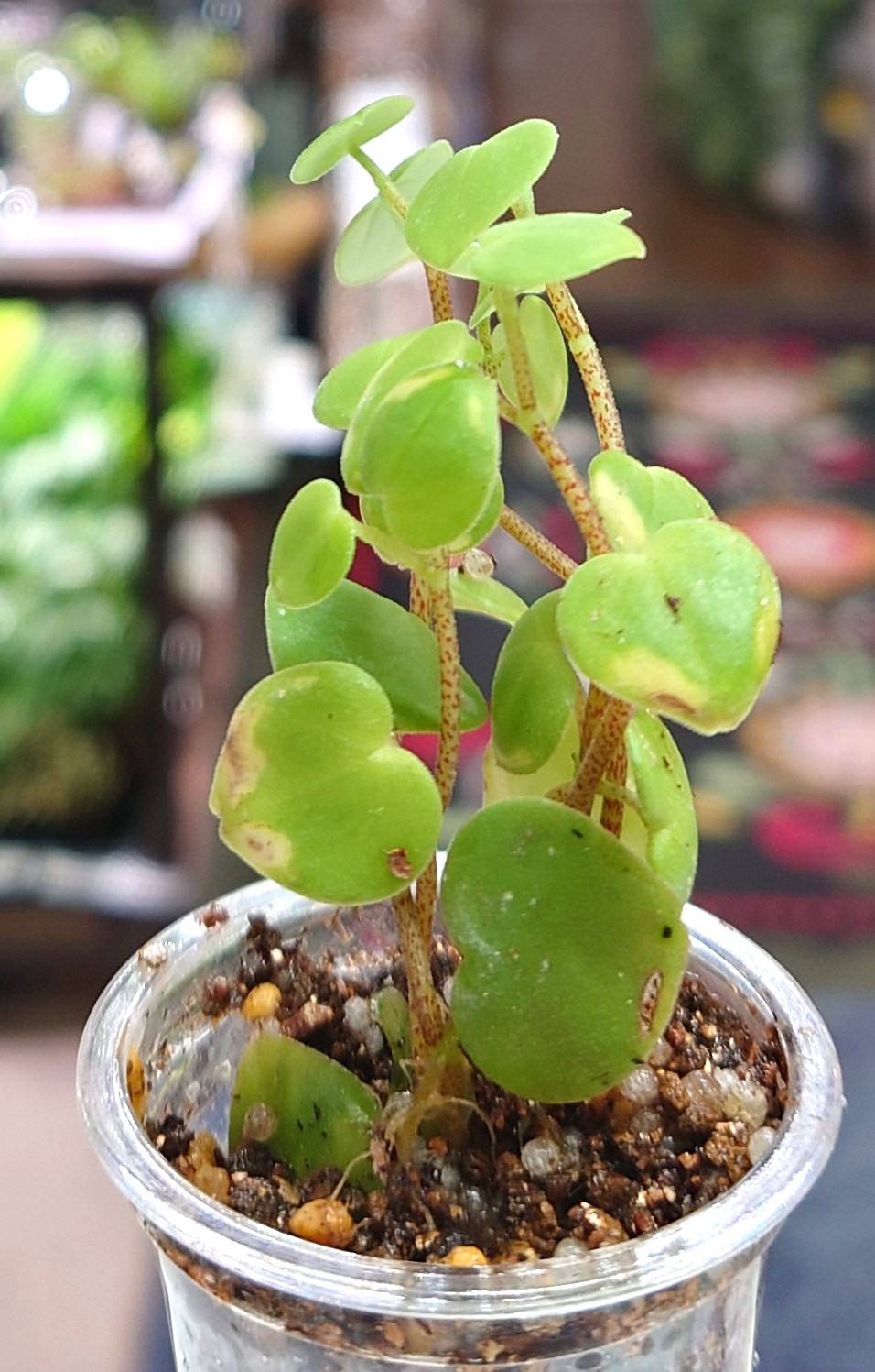 ペペロミアSPペルーイキトス産