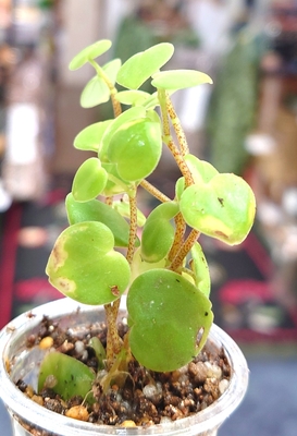 ペペロミアSPペルーイキトス産