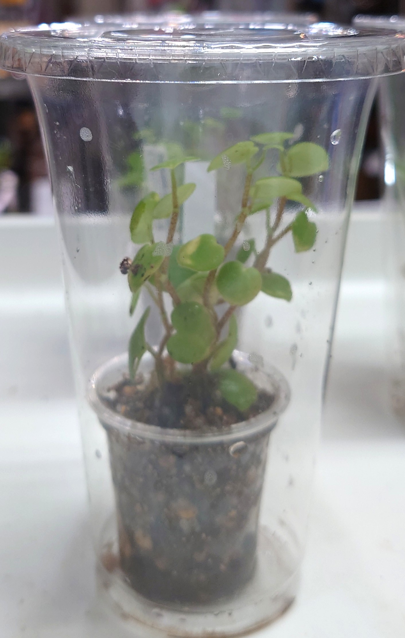 ペペロミアSPペルーイキトス産