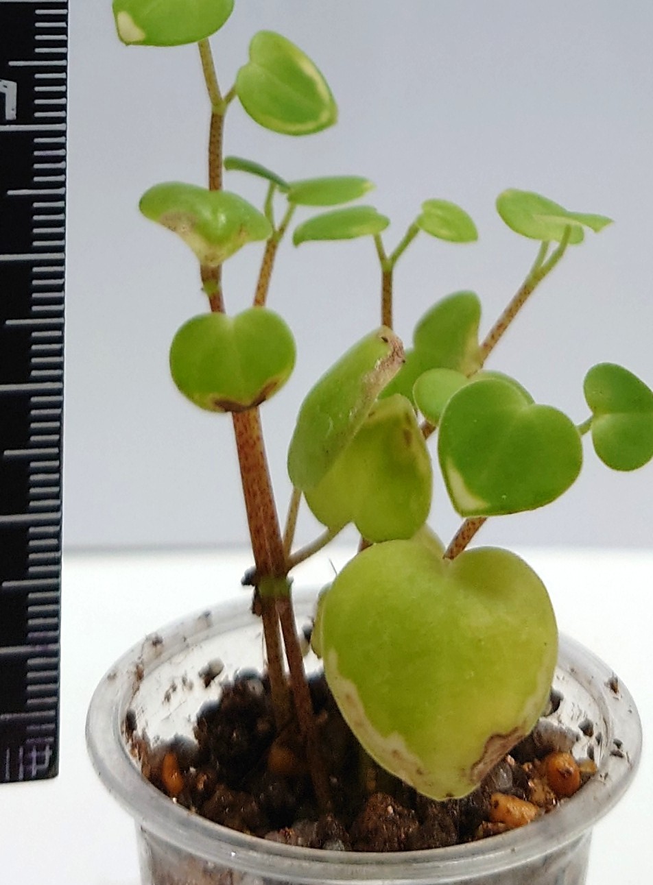 ペペロミアSPペルーイキトス産