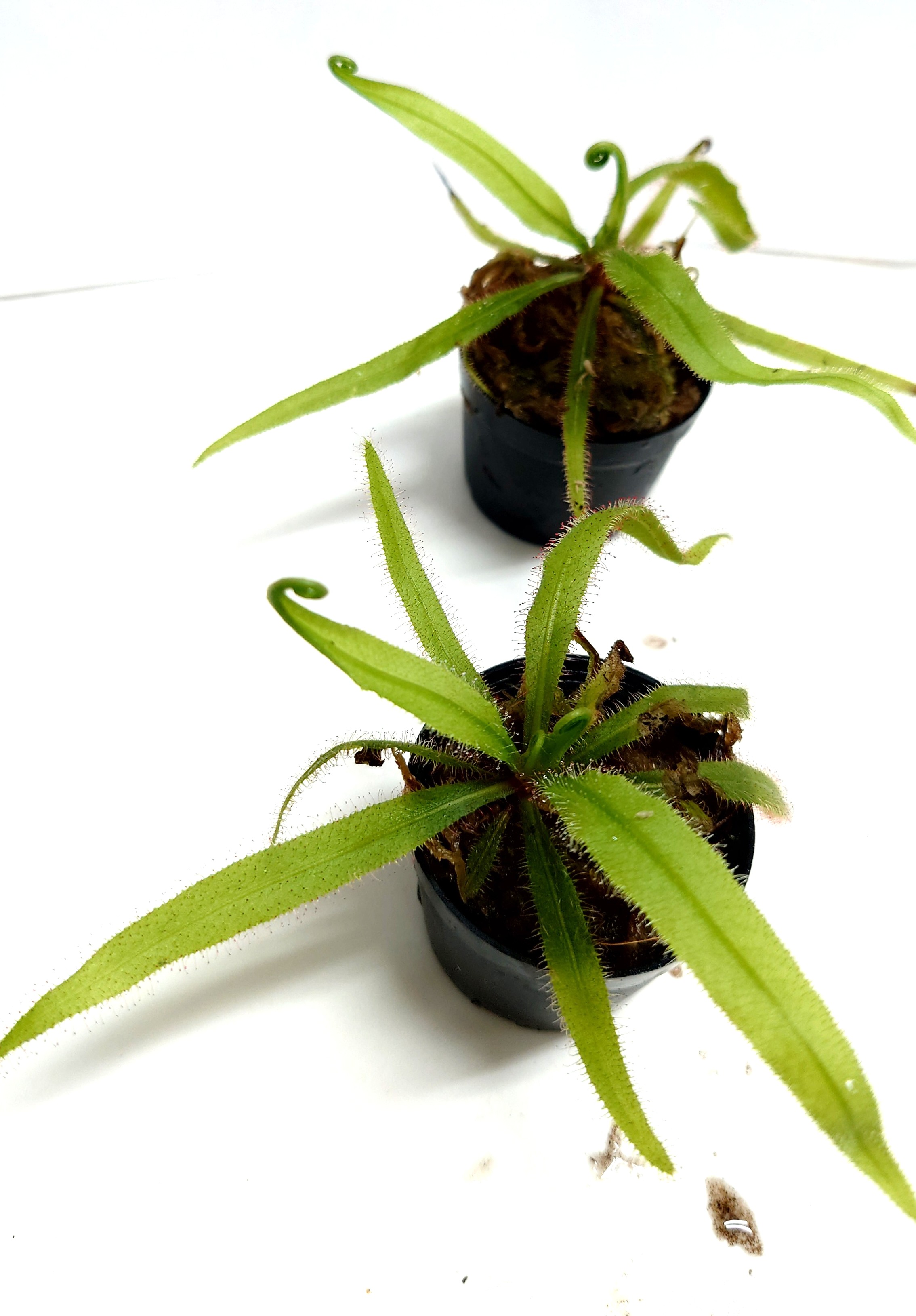 ドラセラ・アデラエ