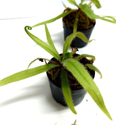 ドラセラ・アデラエ