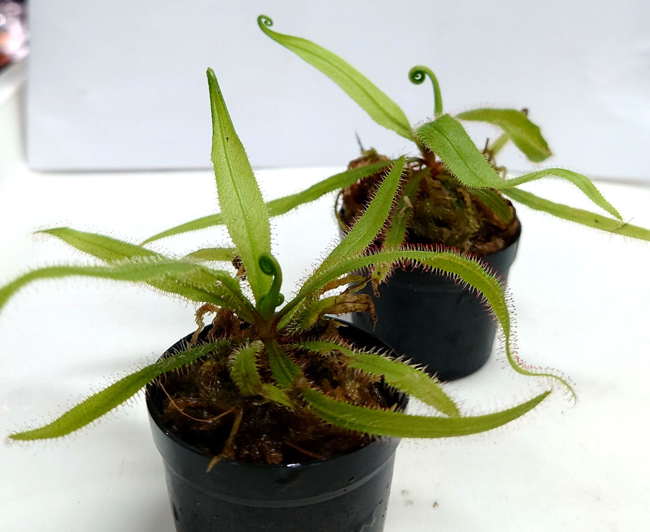 ドラセラ・アデラエ