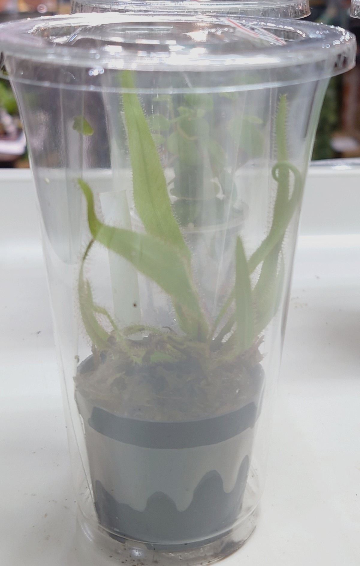 ドラセラ・アデラエ