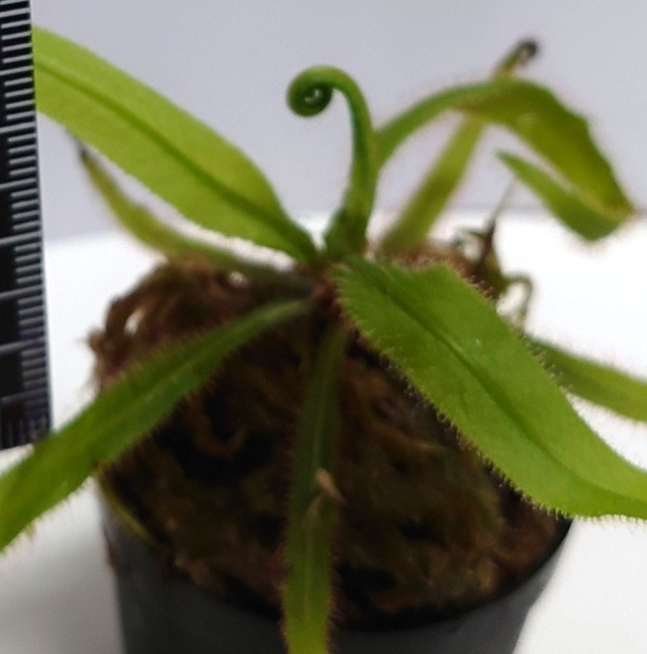 ドラセラ・アデラエ