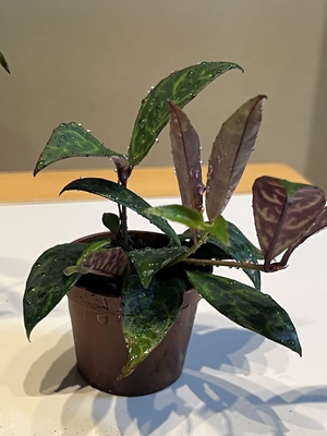 エスキナンタス　マルモラタス　　6cmポット