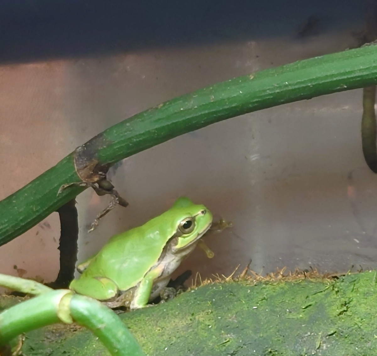 アマガエル