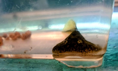 バジェットフロッグのオタマジャクシ