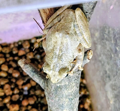 カジカガエル（オス）
