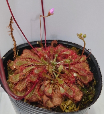 ドラセラ・スパチュラータ　赤　Drosera spatulata "Rubla"