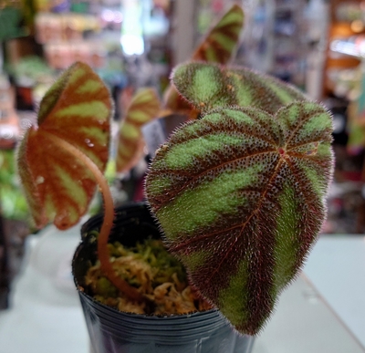 ベゴニア・ヴェルシコロールBegonia vercicolor