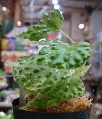 ベゴニア・ドラコペルタBegonia dracopelta