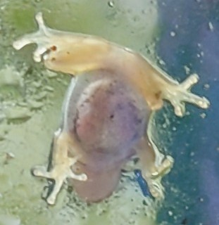 ニホンアマガエル（上陸後のベビー個体