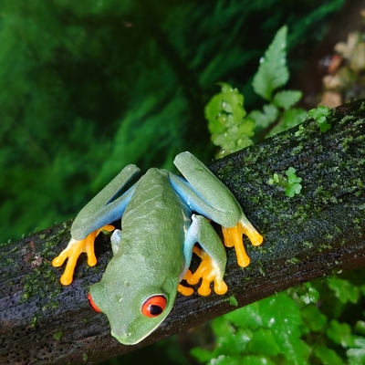 アカメアマガエル(オスとメスと思われる2匹